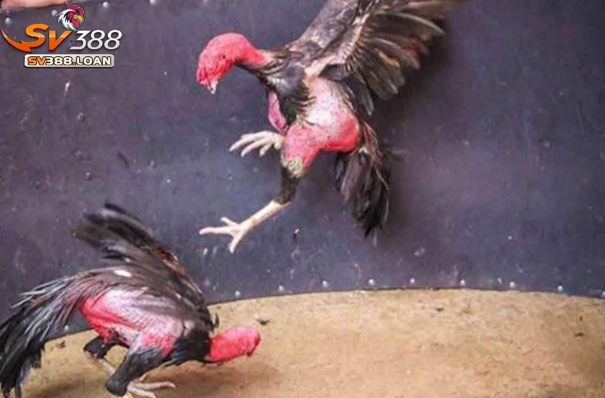 Đá Gà Asil Sv388 Chiến Kê Hấp Dẫn Nhất Tại Cổng Game 2 Hướng dẫn tham gia Đá Gà Asil Sv388