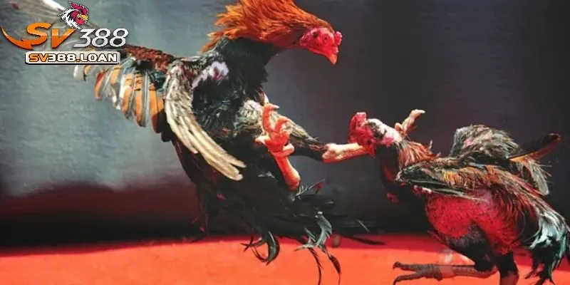 Đá Gà Thomo Sv388 Những Điều Cần Biết Khi Tham GIa Đá Gà 3 Đa dạng trận đá kê Thomo