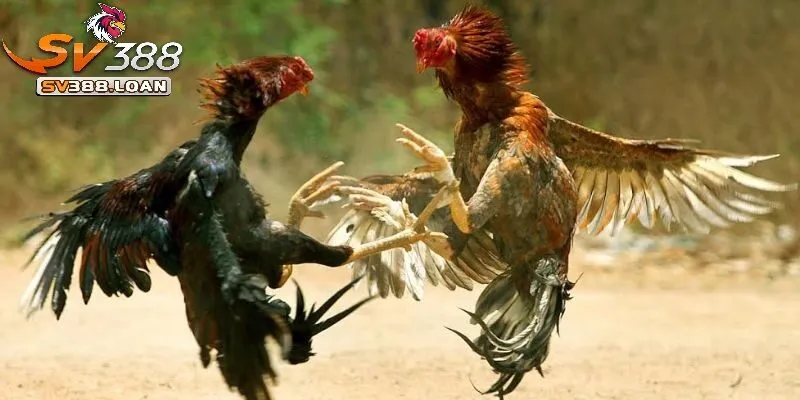 Đá Gà Thomo Sv388 Những Điều Cần Biết Khi Tham GIa Đá Gà 4 Cách phân định thắng thua Đá Gà Thomo Sv388