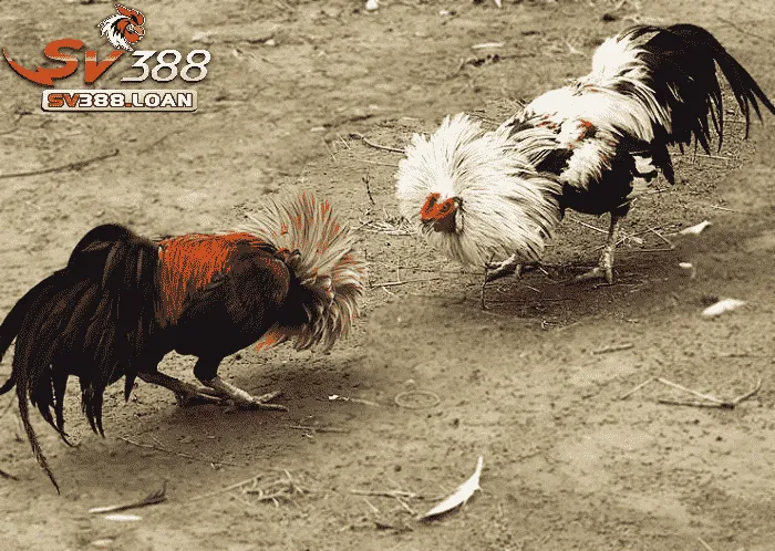 Đá Gà Tre Sv388 Những Điều Cần Biết Khi Tham Gia Đá Gà 3 Kỹ thuật huấn luyện và chăm sóc gà tre Thomo