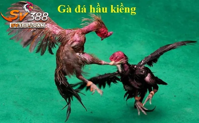 Gà Đá Hầu Kiềng Sv388 Những Điều Cần Biết Khi Tham Gia Đá Gà 2 Gà Đá Hầu Kiềng Sv388 là gì?