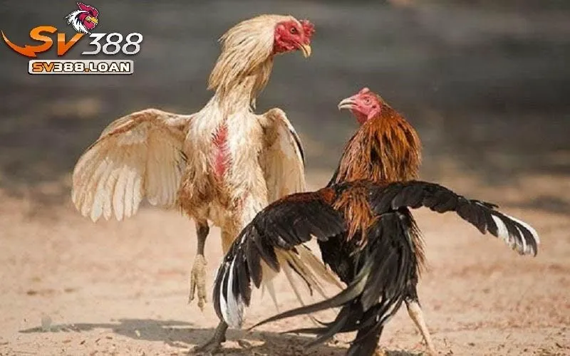 Gà Đá Hầu Kiềng Sv388 Những Điều Cần Biết Khi Tham Gia Đá Gà 3 Ba loại Gà Đá Hầu Kiềng Sv388 phổ biến nhất hiện nay