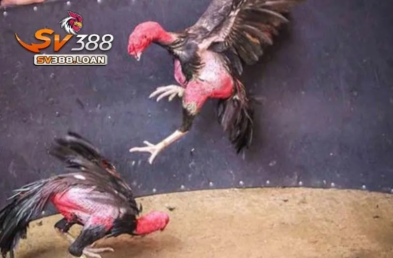 Đá Gà Asil Sv388 – Trải Nghiệm Sàn Đá Gà Hấp Dẫn 2 Hướng dẫn tham gia Đá Gà Asil Sv388