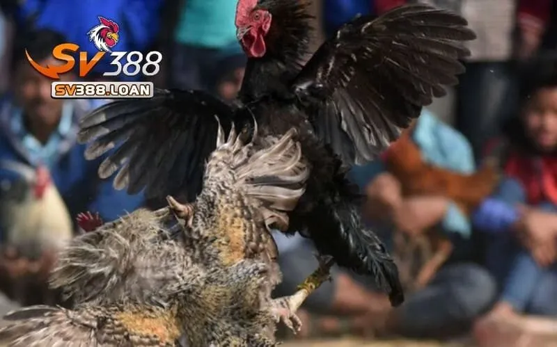 Đá Gà Asil Sv388 – Trải Nghiệm Sàn Đá Gà Hấp Dẫn 4 Trải nghiệm Đá Gà Asil Sv388