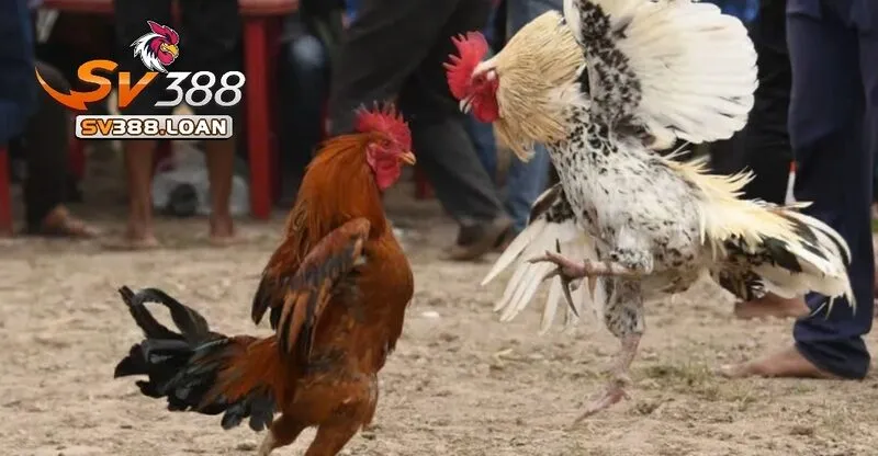 Đá Gà Casino Sv388 – Sàn Cá Cược Hấp Dẫn Nhất 2025 2 Đá Gà Casino Sv388: Định Nghĩa và Sự Phát Triển