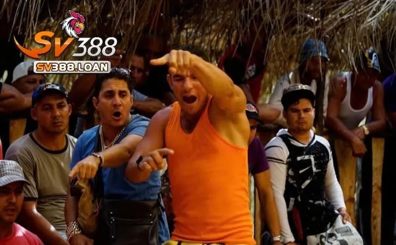 Đá Gà Chọi Cuba – Trải Nghiệm Hấp Dẫn Tại Sv388 Hàng Đầu 2 Giống Đá Gà Chọi Cuba là gì, một số đặc điểm nhận biết về giống gà này