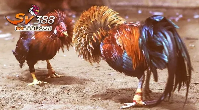 Đá Gà Cựa Sắt Sv388 – Trải Nghiệm Kịch Tính Hấp Dẫn Nhất 3 Cược Đá Gà Cựa Sắt Sv388 với 3 lựa chọn