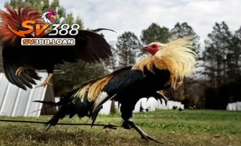 Đá Gà Mỹ Sv388 – Độc Đáo Hấp Dẫn Dành Cho Game Thủ 3 Đặc điểm của giống gà đá Mỹ