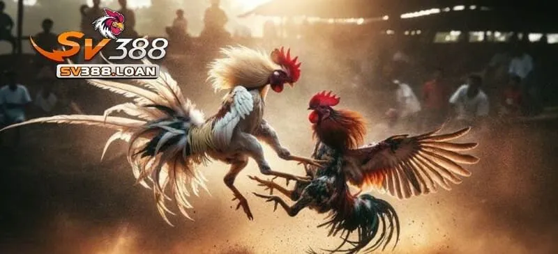 Đá Gà Philippines Sv388 – Trải Nghiệm Hấp Dẫn Và Vui Nhộn 2 Vài nét đặc biệt của Đá Gà Philippines Sv388