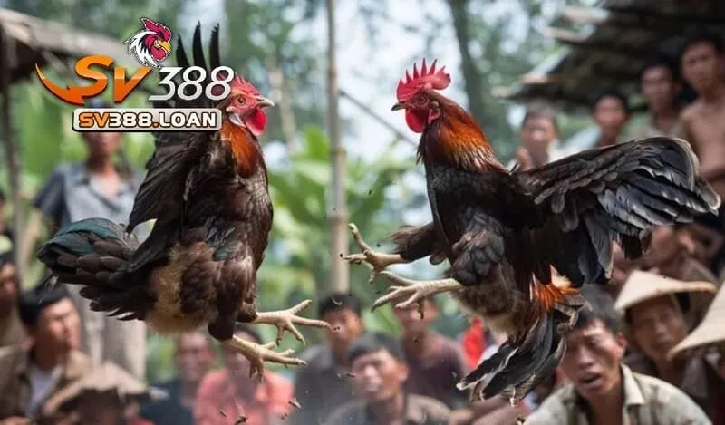 Đá Gà Shamo Sv388 – Trải Nghiệm Đá Gà Đặc Sắc 2 Những điều cần biết về Đá Gà Shamo Sv388 là gì?